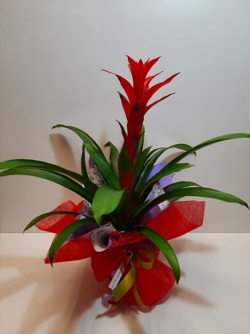 Guzmania