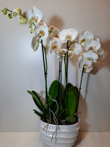 Coppia di Phalenopsis