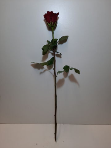 Rose Rosse a quantità