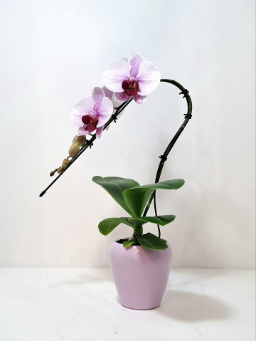 Phalenopsis Swan