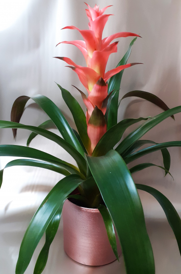 Gusmania in vaso coccio