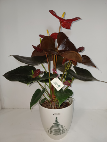 Anthurium Red