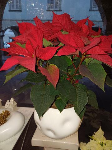 Poinsettia Superior