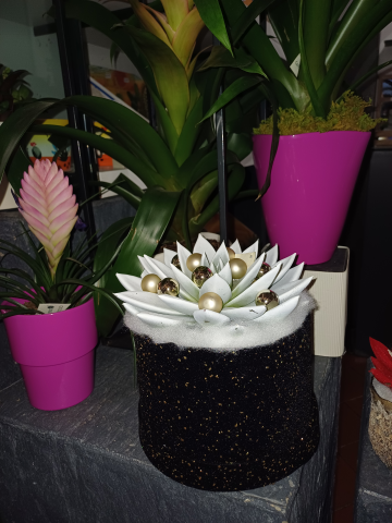 Echeveria vellutata bianca